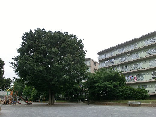 コープ野村厚木愛甲隣接宮前公園の大きな大きな気になる樹